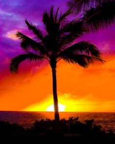 Hawaii Love