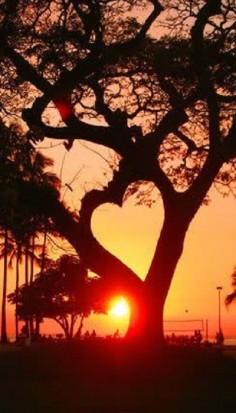 heart tree wish i can spend watching the sunset with the man i have in mind ...
