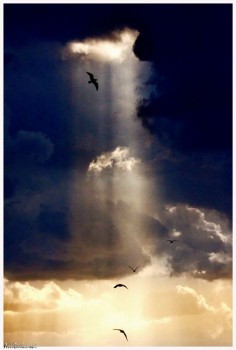 Heavenly birds by asival