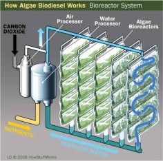 HowStuffWorks "Growing Algae for Biodiesel Use"