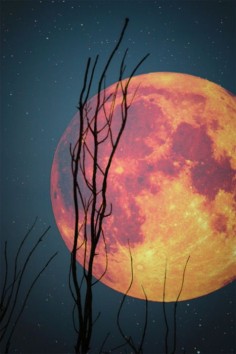 I adore pictures of the moon! ...This just looks so cool!!! I love the look of the  Harvest moon