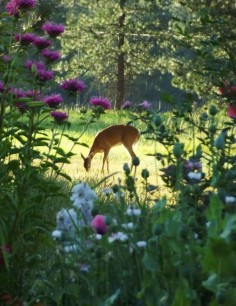 .I love watching the deer nibbling, as long as they're not eating in MY garden :-)