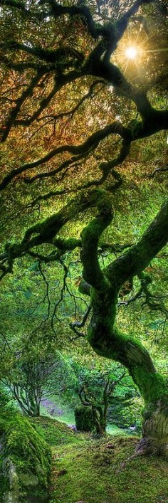 INSIDE FOREST- Stunning Pics (10), Magical woods in Portland, Oregon.