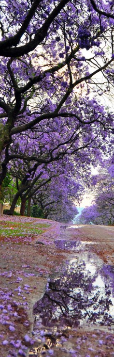 Jacaranda Trees in Bloom and View of a Street After Rain, Pretoria South Africa | Check Out The Most Majestically Trees In The World!