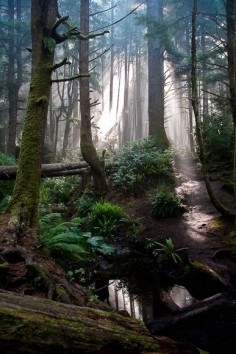 Juan de Fuca Trail, Vancouver Island
