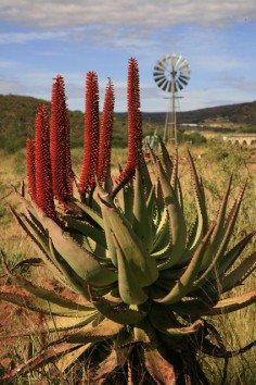 Karoo Aloe Commonly found in the Karoo & a beautiful deep red when in bloom