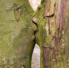 Kissing trees