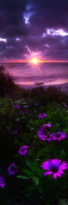 Landscape - Flowers bloom along the California coast in La Jolla. - Sun Diamond - Photography by Matt Aden