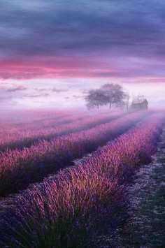 Lavender Mist, Provence, France