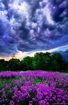 Lilacs, Wisconsin, photo by Phil Koch.
