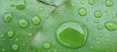 Lotus leaf inspires scientists to create world's first self-cleaning metals