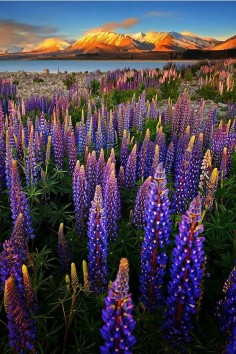 Lupine Fiesta, Southern Alps, New Zealand, by Patrick Marson Ong, on 500px.(Trimming)
