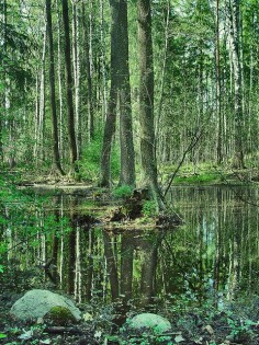 Magic forest green, Espoo, Leppavaara, Southern Finland // photo by Sameli Kujala