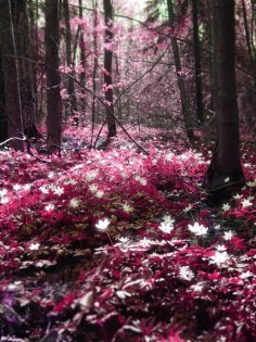 "Magic Forest" located in Espoo, Finland.