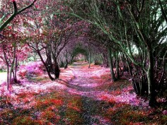 Magical Forest, Sena, Chile