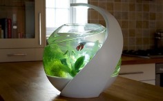 Meet Avo, a fish tank that naturally cleans its own water. The fish tank also has an innovative moving bed filter, which makes it difficult for typical aquarium gunk to build up.