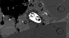 Meteorite EET 83309 contains tiny fragments of opal, a material that requires water to form. In this backscattered electron image, a narrow opal rim surrounds a bright metallic mineral inclusion.