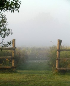 misty meadow