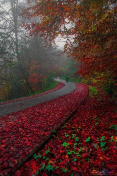 ~~Mon monde rouge | red autumn road, Bolu, Turkey | by Zeki Seferoglu~~