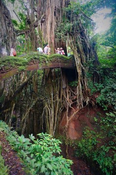 Monkey Forest, Ubud, Bali. Photograph by 2girls1backpack