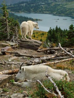 Mountain goats near Hidden Lake, Glacier National Park, Montana