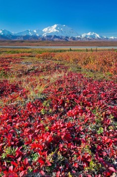 Mt McKinley, Mt Foraker and Mt Brooks visible along the Alaska range with the McKinley river bar in the foreground. Autumn tundra blazes in ...