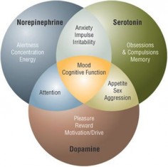 neurotransmitters - serotonin, dopamine, norepinephrine