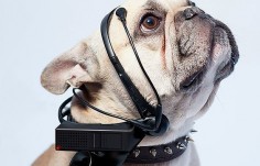 No More Woof is a device that translates your dog’s thoughts into human language.