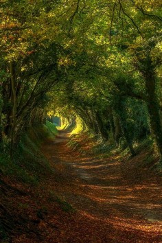 Not the exact picture but we have an old road on our farm that looks exactly like this.