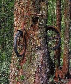 Old Bicycle Inside A Living Tree. This beautiful image gives an idea of what the world would look like if humans  Nature will make use of the remains of our culture, creating an organic theme park of decaying memories.