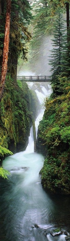 Olympic National Forest in Washington State