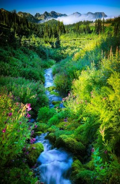 Paradise Creek in Mount Rainier National Park, Washington