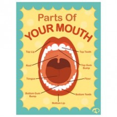 Parts Of Your Mouth Poster | Turtle Speech Communications