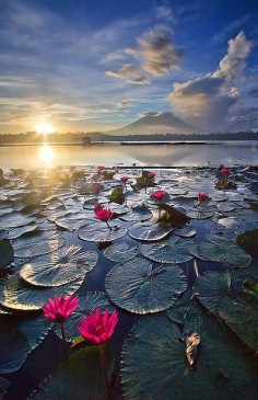 Pink water lilies catch the glow of sunrise in Sampaloc Lake, Laguna, Philippines (by Mark A. Pedregosa).