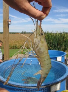 Possible to raise shrimp with an aquaponics set up according to some other sources