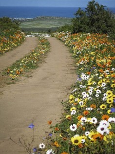 Postberg, wildflowers - West Coast - Western Cape - South Africa