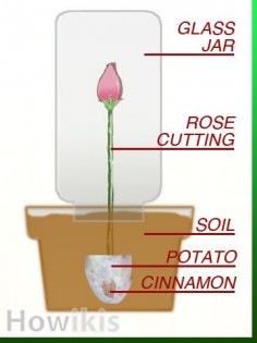 Propagate Roses Using Organic Materials as Root Hormone Which Everyone Has In Their Cupboards: Cinnamon and Potatoes - HOWikis