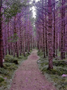 Purple Forest, Scotland