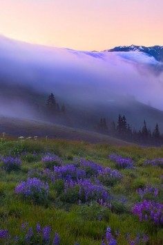Purple Haze over Hurricane Ridge ~ Olympic Mountains, Washington