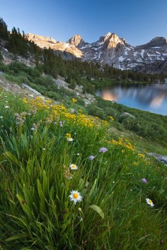 Rae Lakes Wildflowers - Kings Canyon National Park, California