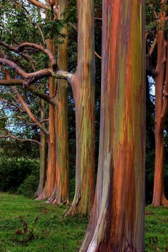 Rainbow Eucalyptus. Road to Hana, Maui. They are stunning and added to our adventure there!