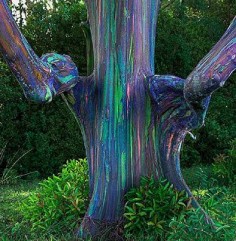 Rainbow Eucalyptus tree in Hana, Hawaii These are the coolest trees I have ever seen in my  please take me back to Hawaii :(