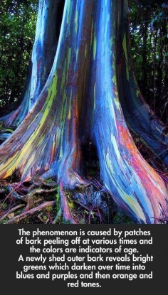 Rainbow Eucalyptus trees on Maui, Hawaii… - Cool Nature saw this at the dole plantation it was very cool.