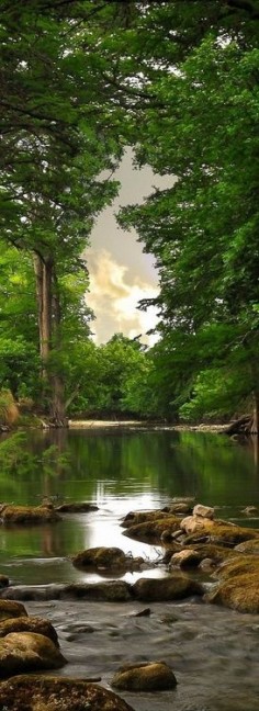 Rainforest and creek