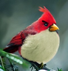 Real Angry Birds.