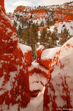 RED CANYON - Dixie National Forest, Utah | Ron Neibrugge.   100 places to visit before you die via Rachel Jones onto Places to visit before you dieThis is a group board.