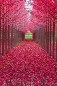 Red carpet (by Samer Shaur on 500px)