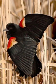 Red-winged Blackbird; Ottawa, Ontario by Ted Busby. Love these outstanding and very vocal birds who visit out feeders!