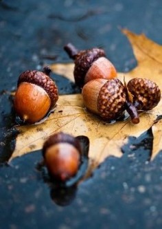 Remembrances of my childhood with the sound of acorns crunching beneath my running feet (I never walked anywhere) . . .