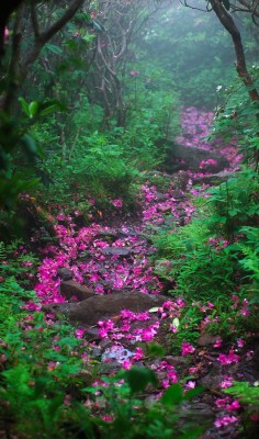 Rhododendron laden forest trail on Mount Rogers in western Virginia • photo: david mosner on Flickr